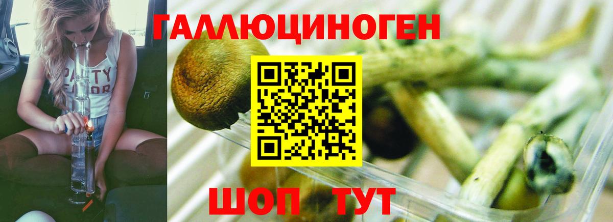 Верхняя Пышма  Псилоцибиновые грибы Psilocybe  Вход с VPN  Галлюциногенные грибы прущие грибы 